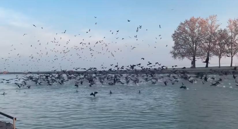 Tömegével támadnak a kárókatonák, kizabálják a halat a Balatonból - videó