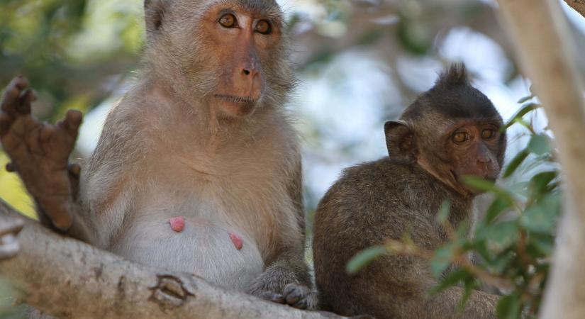 Életveszélyes majomtámadás Thaiföldön, elfajult a turista látványosságnak szánt nézelődés