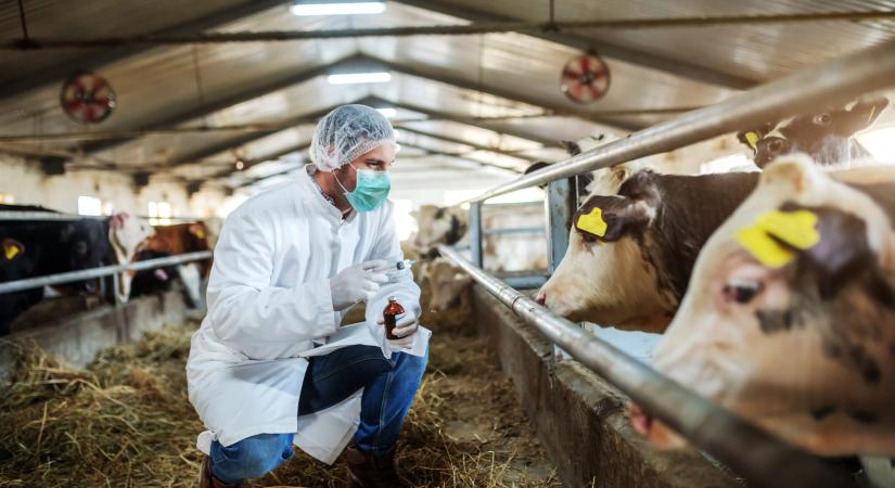 Szükségállapotot hirdettek Kaliforniában a madárinfluenza miatt