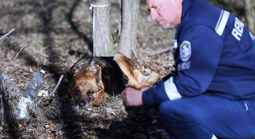 Hajmeresztő esethez riasztották a rendőröket, valaki autóhoz kötözve vonszolt egy kutyát  videó