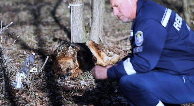 Brutális állatkínzás történt Jánoshalmán