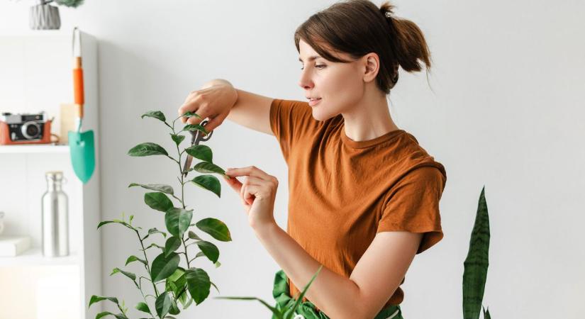 Szobanövény-kisokos: így maradnak életben zöld lakótársaink