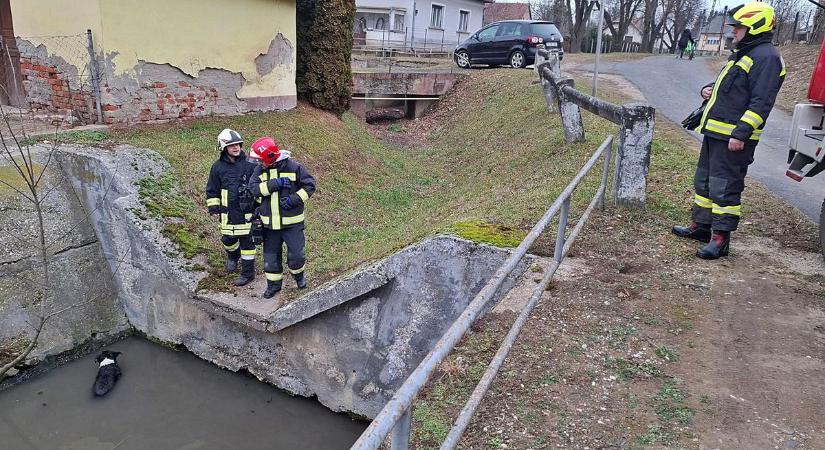 Vízbe fulladástól mentették meg a kutyát a tűzoltók