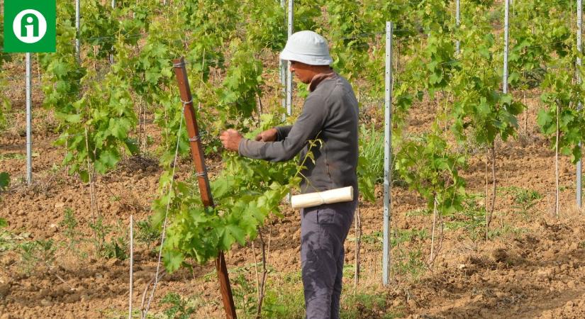 Újabb pofon a mezőgazdaságnak: drasztikus adóemelés az idénymunkáknál