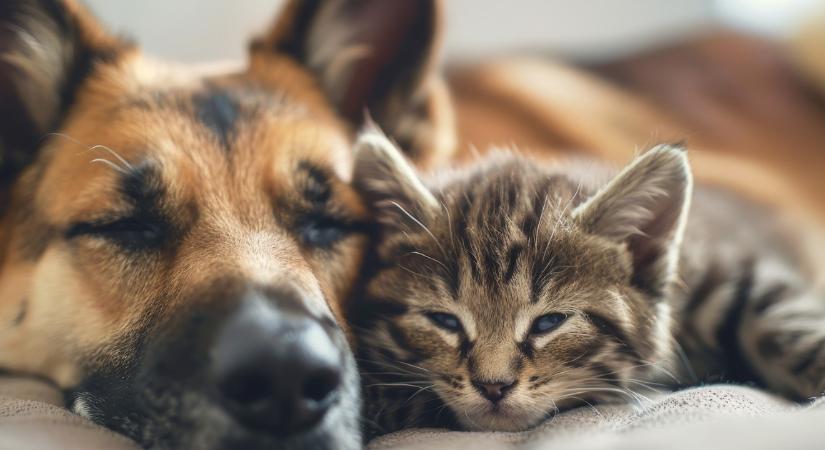 Mennyire boldog az Ön háziállata? Ezek lehetnek az árulkodó jelek