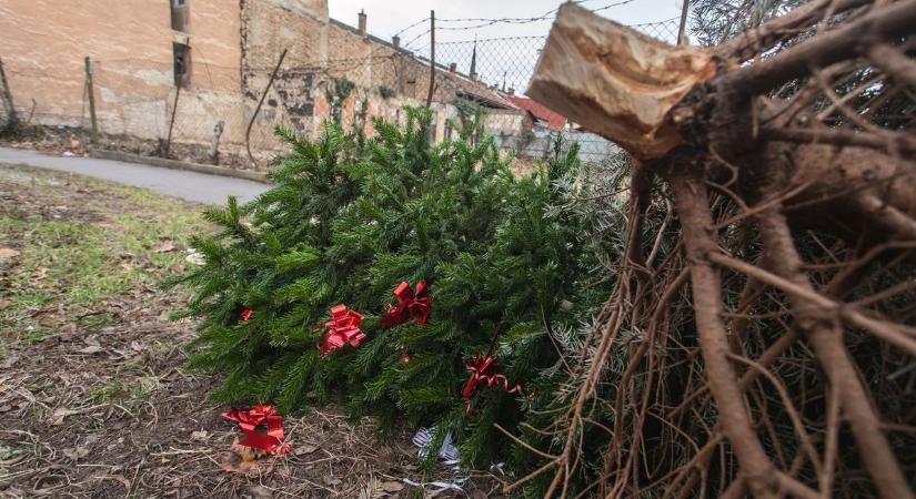 A karácsonyfákat januárban két alkalommal szállítják el Vasvárról