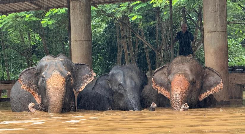 Bepánikolt elefánt ölt meg egy spanyol turistát Thaiföldön