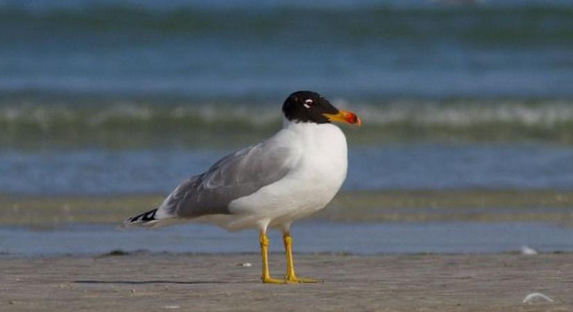 Ritka madárfajra bukkantak a Balatonnál