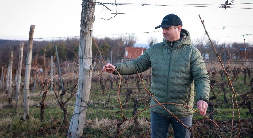 Megkezdődött a szőlő metszése a borvidéken