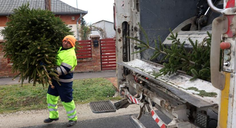 Alacsonyan szállnak a karácsonyfák..., elkezdte a fenyőfabegyűjtést a KHG