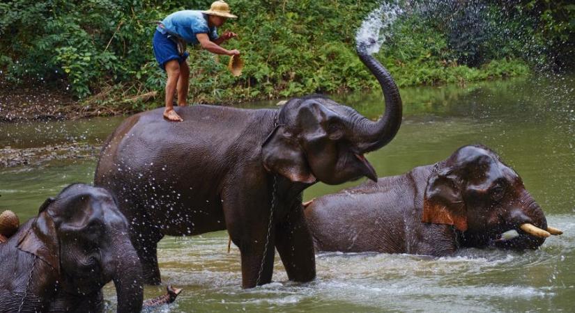 Pánikba esett és megölt egy turistát Thaiföldön egy elefánt