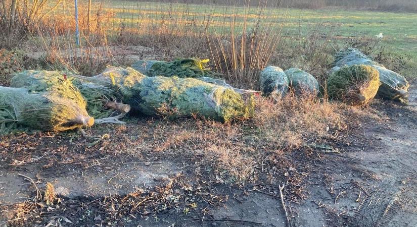 Felháborító látvány: eladatlan fenyőfák hevernek szétszórva a tiszai ártéren