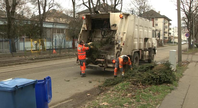 A hónap végéig viszik el a fenyőfákat Debrecenben