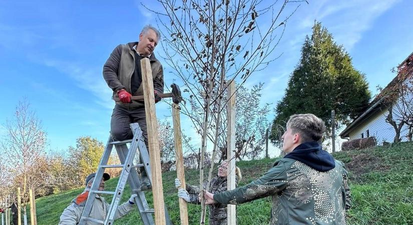 Kiderült, hány fával gazdagott Vas vármegye