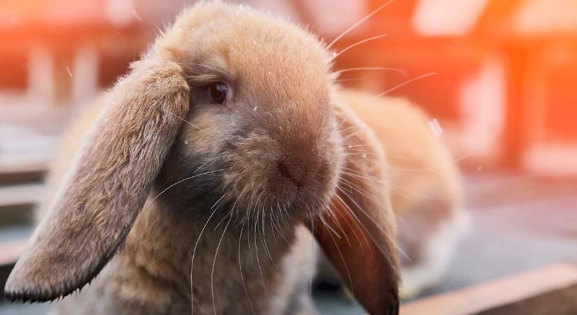 Fokozódó kockázat: már nem csak a madarak, a nyulak is megfertőzhetnek bennünket