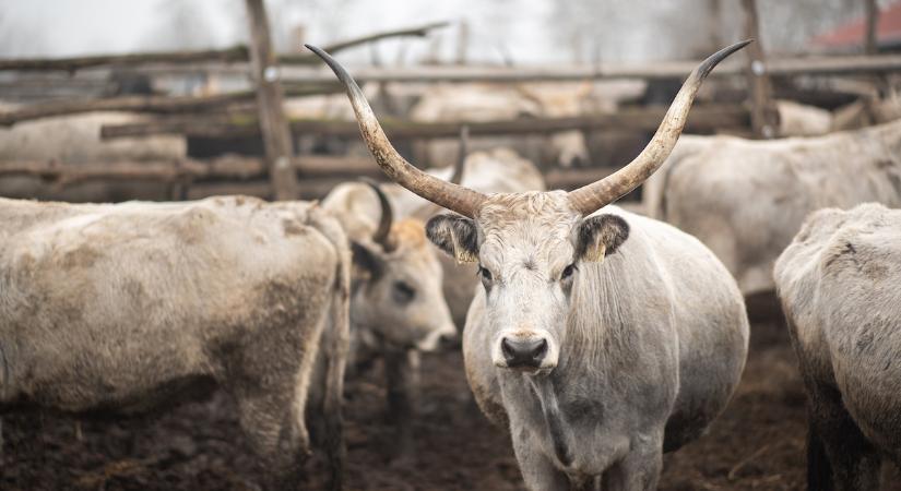 Bioforradalom a közétkeztetésben?