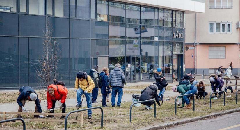 Tulipánmező díszíti majd tavasszal a Csalogány utcát