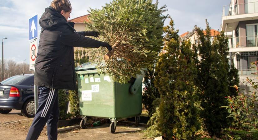 Mikor viszik el a karácsonyfákat? Itt vannak az időopontok