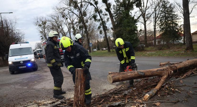 Kidőlt fa zárta el a Jutai utat