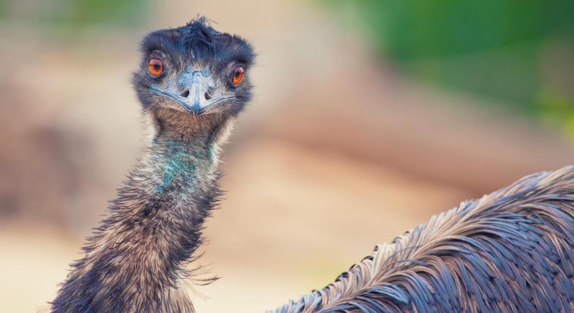 Egy szabadon bóklászó emu tartja izgalomban Újszeged lakosait