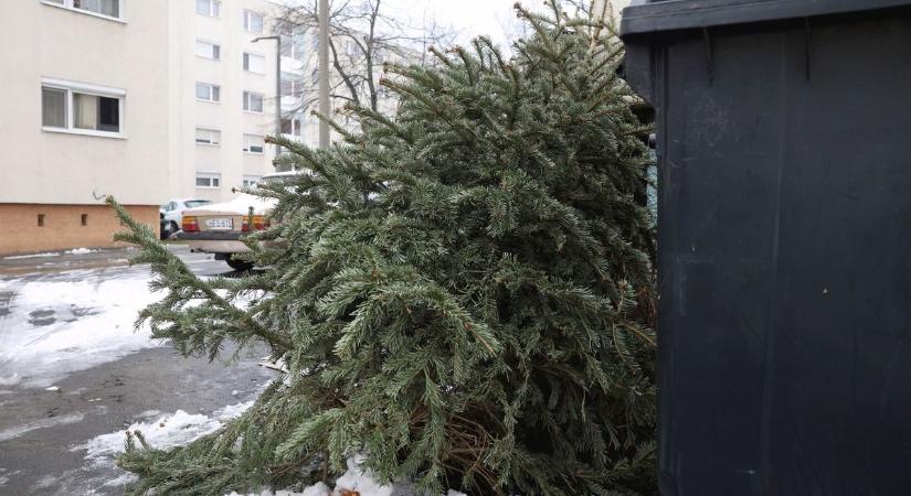 Vízkereszt után ellepik a fenyőfák az utcákat. Mikortól szállítják, hogyan hasznosíthatjuk? - képek