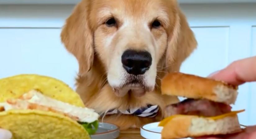 Különböző ételekkel kínálják a golden retrievert: pusztul a reakcióján a világ - Videó