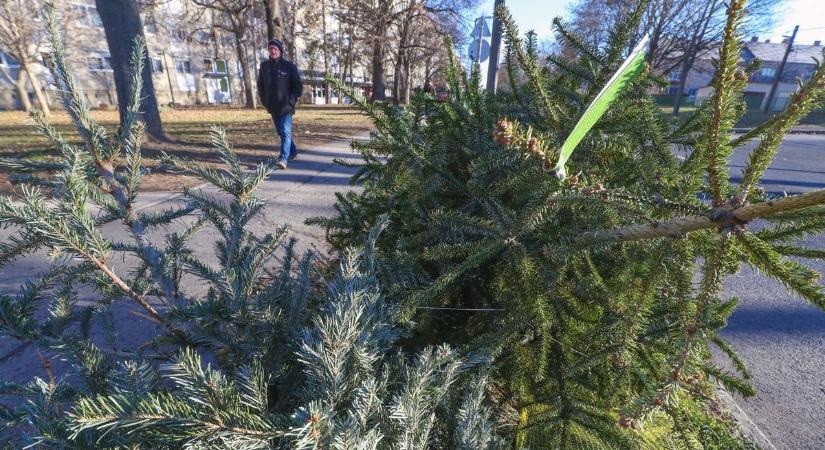 Gizi macska kezdte el leszedni a karácsonyfa díszeit