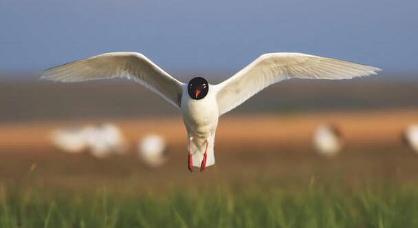 Halászsirály bukkant fel a Balatonnál