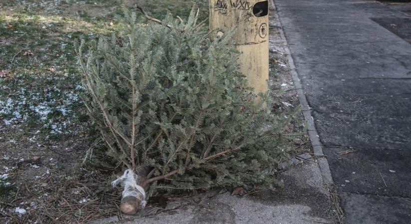 Elszállítják a fenyőket