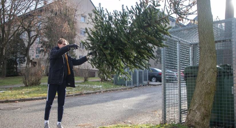 Megvan a dátum, ekkortól szállítják el a kidobott fenyőket!