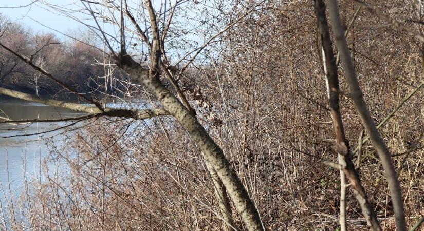 Természeti csodák nyomában – a Maros ártér titkai