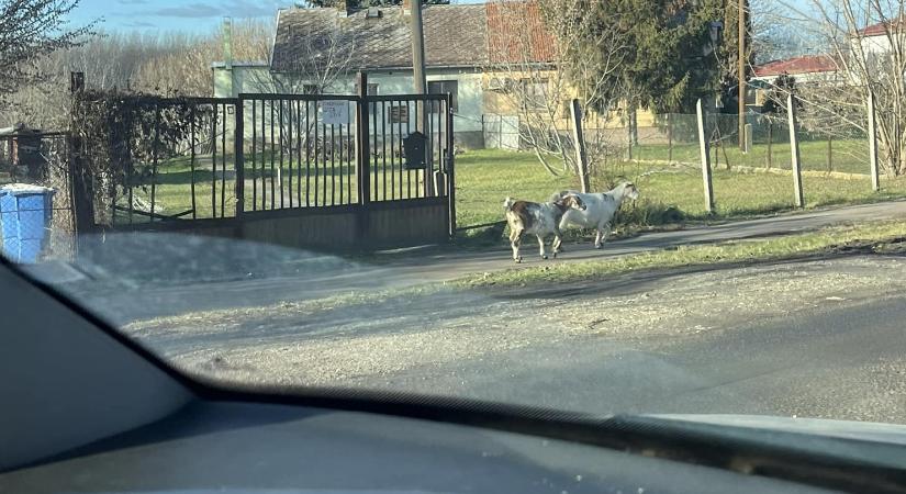 Négy kicsi kecske baktat a (mindszenti) hegyre…