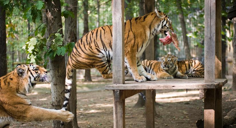 Szumátrai tigrisek születtek a Nyíregyházi Állatparkban