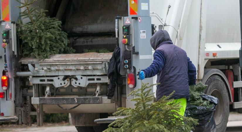 Megkezdték a fenyőfák begyűjtését Kecskeméten, íme a részletek – galériával, videóval