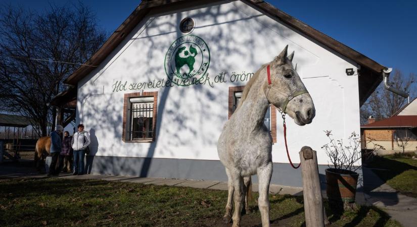 A dunaalmási lovardában még mindig az árvízzel küzdenek  videó