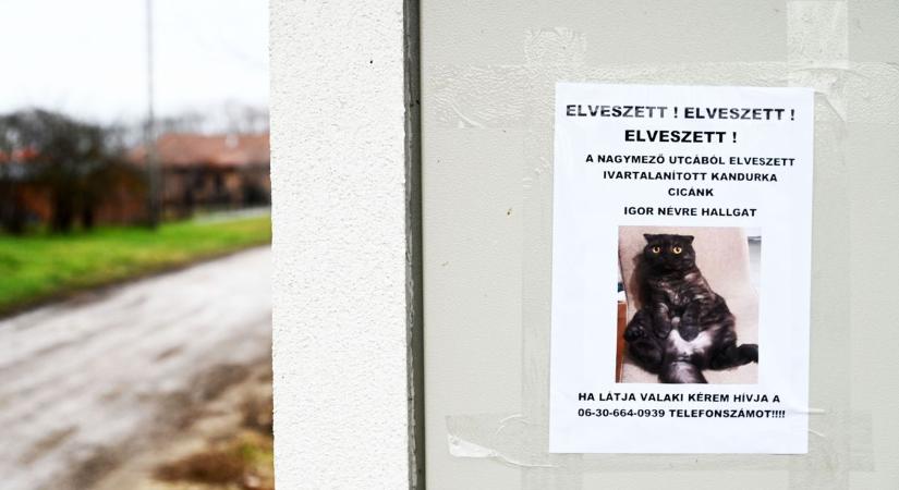 A fél város az eltűnt macskát keresi: több százan osztották meg a felhívást