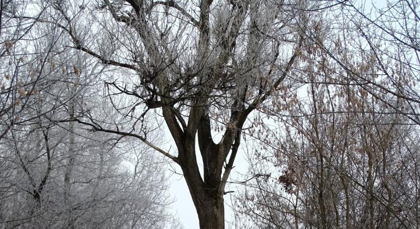 Nevezetes nagy fákat nézhetünk meg a Tisza mentén