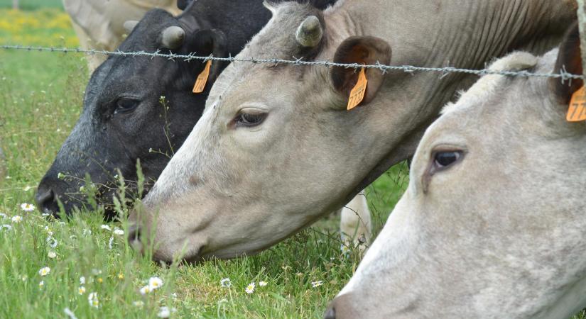 Antibiotikum helyett cukoroldattal is kezelhető a méhfertőzés