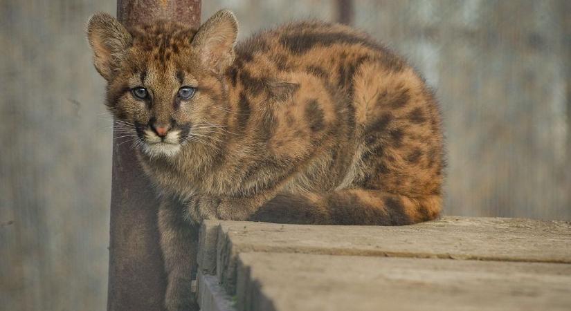 A szavazók elnevezték a gyöngyösi pumakölyköt