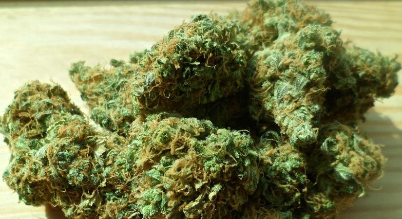 Az óév legnagyobb fogása Röszkén: 33 kg kannabisz