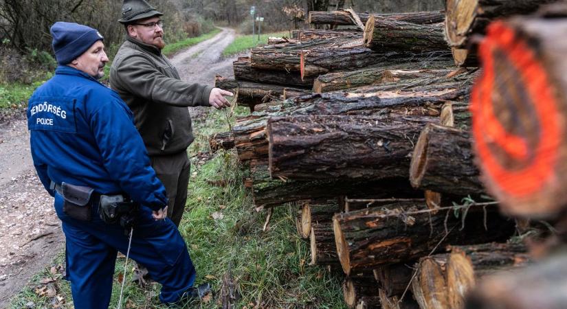 Eláruljuk mit jelentenek a jelölések az erdei farakásokon videó