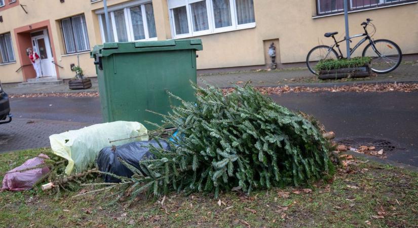 Eddig gyönyörködhetünk a karácsonyfákban Zalaegerszegen