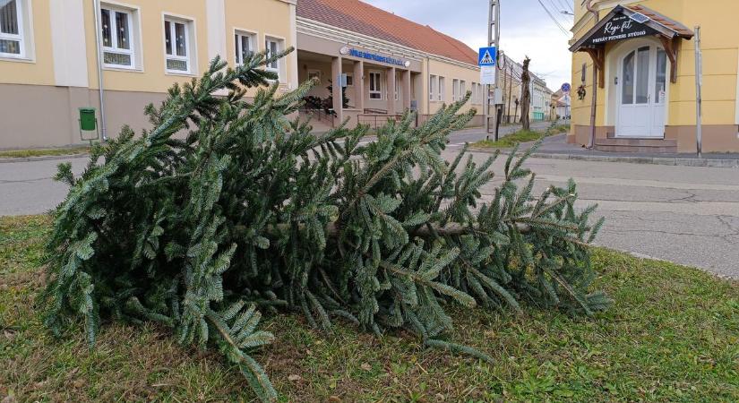 24 gyűjtőponton várják a fenyőfákat