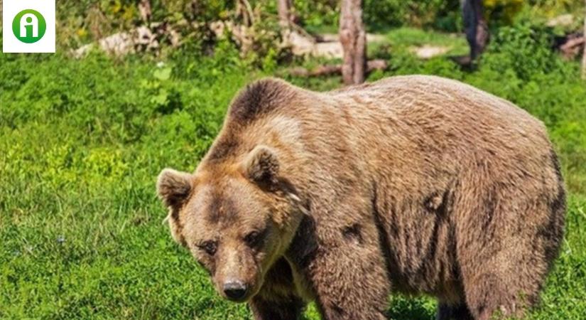 Így jelzik az állatok a várható időjárást