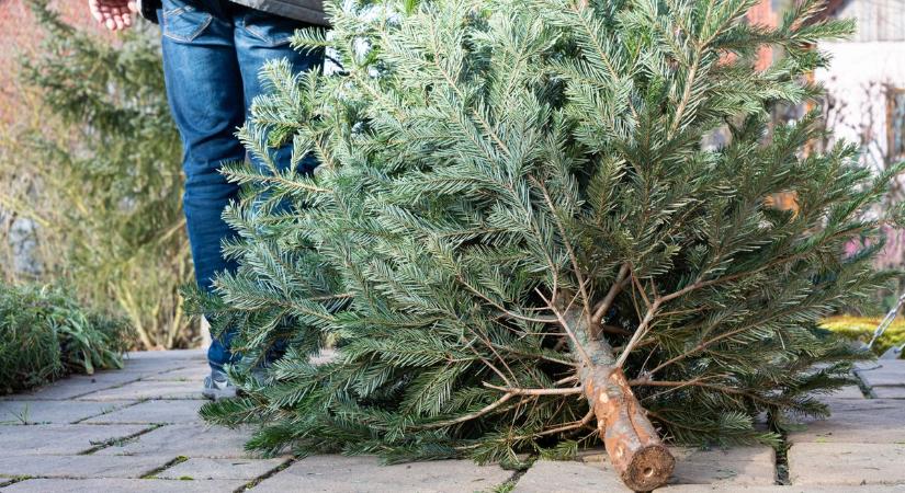 Naptárat elő! Ekkor indul a fenyőjárat Jászberényben