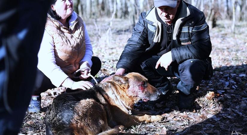 Félholtra verték az idős férfit, sokan érdeklődnek a megkínzott Mázli iránt