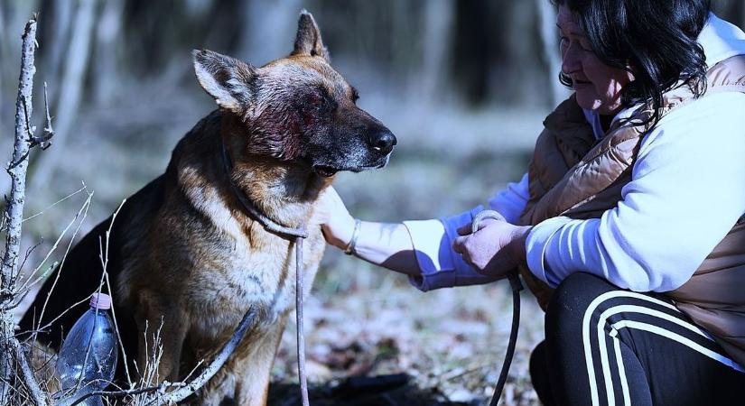 Sokan örökbe fogadnák Mázlit, a megkínzott kutyát  videó