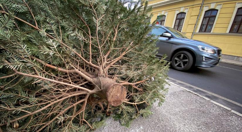 Karácsonyfák az utcákon