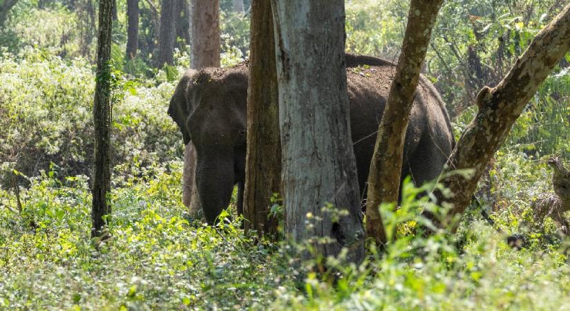 Bandipur Nemzeti Park