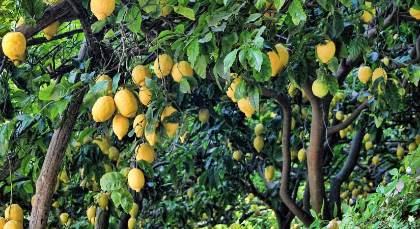 Milyen károsítók szoktak előfordulni a citrusféléken?